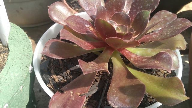 SUCULENTAS COM IDENTIFICAÇÃO DE FACIL REPRODUÇÃO COM DICA DE CULTIVO EM TODAS PARTE 1 смотреть онлайн