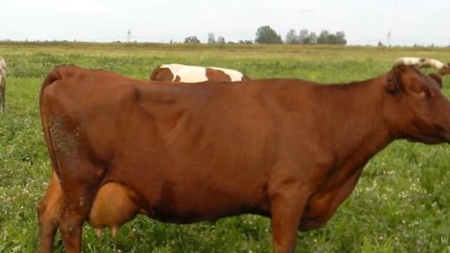 Разведение Коров на молоко как бизнес идея | Молочные коровы смотреть онлайн