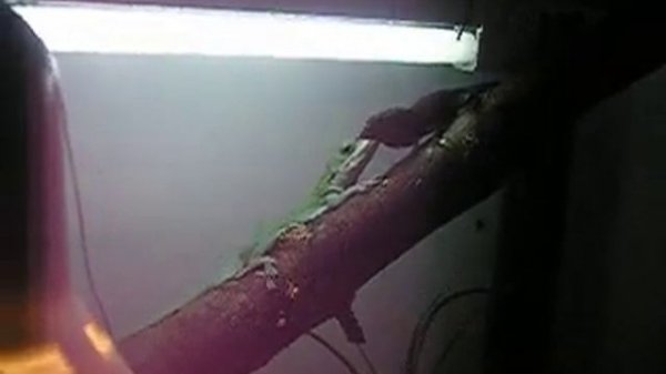 Allison's Anole and Brown Anole near | Анолисы Эллисона и бурый