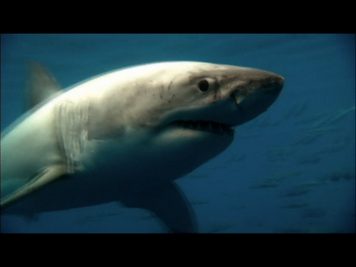 Вторжение акул (Great White Invasion) смотреть онлайн