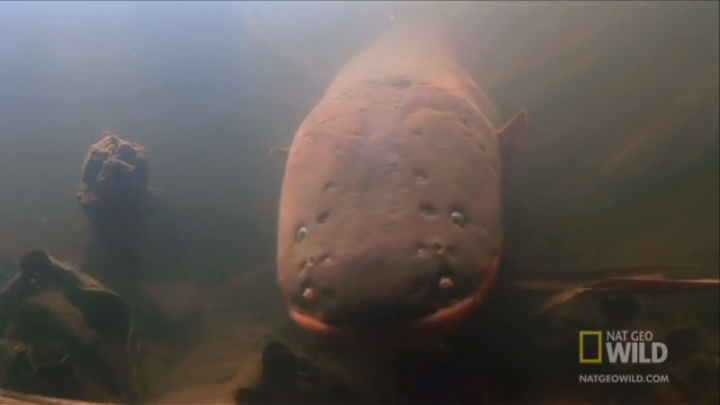 Электрический угорь и его смертоносные навыки