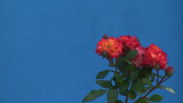 Футаж -РОЗЫ смотреть онлайн