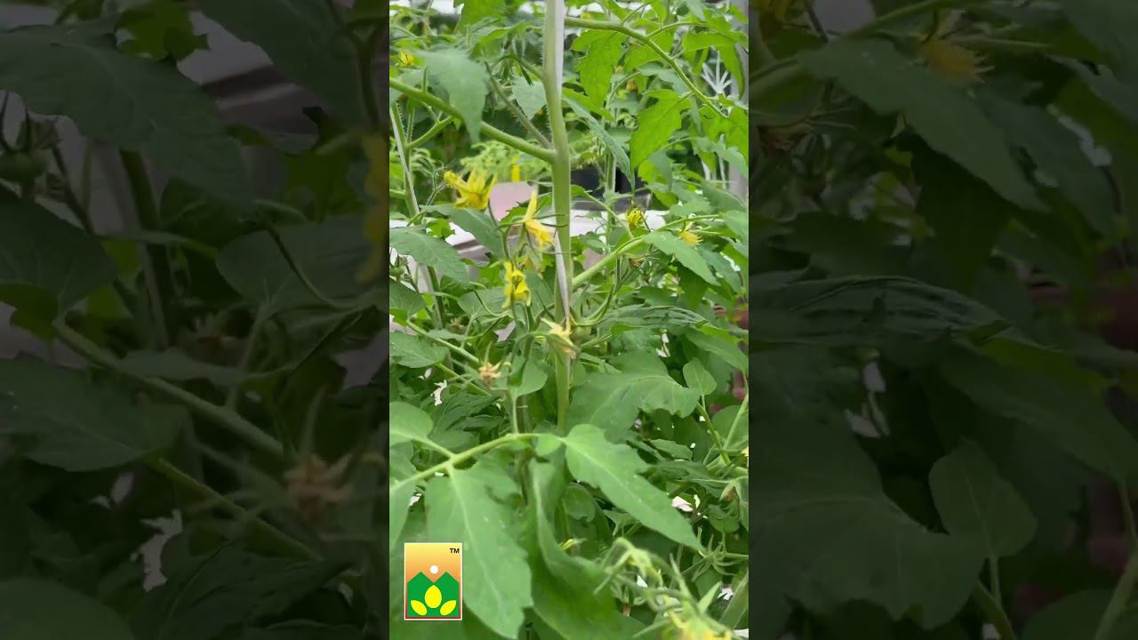 #Агроном дает #совет ! #дача #сад #огород #томат #агрофирма #овощи #семена #рассада #garden #цветы