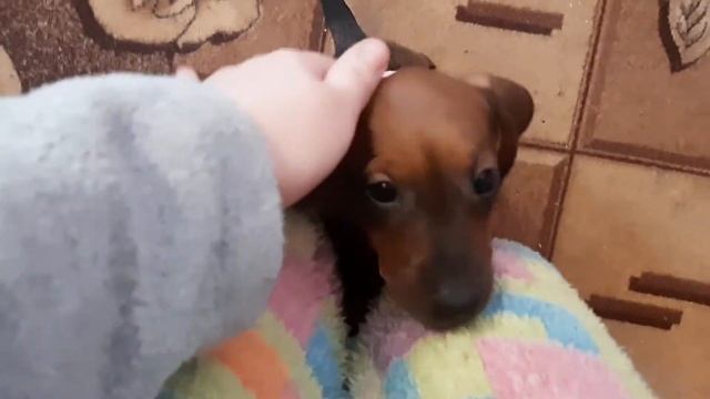Такса/Покупки/Пополнение смотреть онлайн
