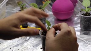 НЕ УПУСТИТЕ МОМЕНТ! КОГДА ОТСАЖИВАТЬ  ДЕТКУ ФИАЛКИ ОТ ЛИСТА?  ВСЕ ПОДРОБНОСТИ В ВИДЕО