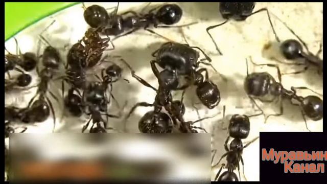 рассказываю про вид муравьёв Messor Structor или Messor Muticus.