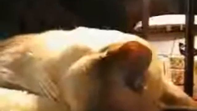 6 секунд видео и 10 минут смеха смотреть онлайн