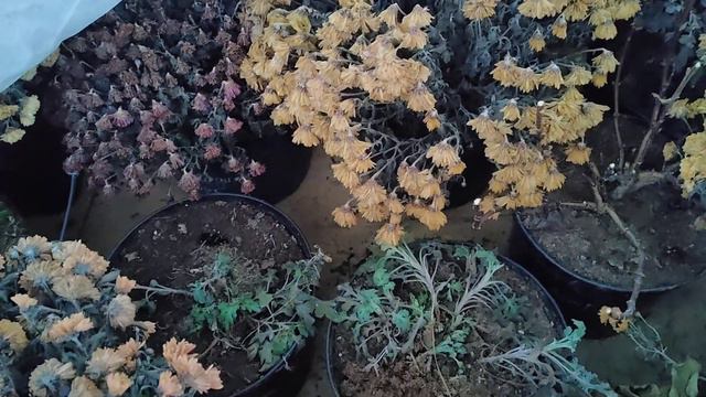зимовка растений в неотапливаемой теплице под сухим укрытием(мультифлора,крупнолистные гортензии и смотреть онлайн