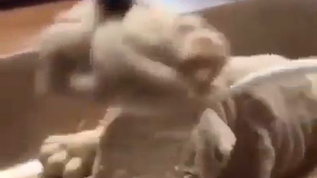 Гиперреалистичный десерт от кафе на Тайване смотреть онлайн