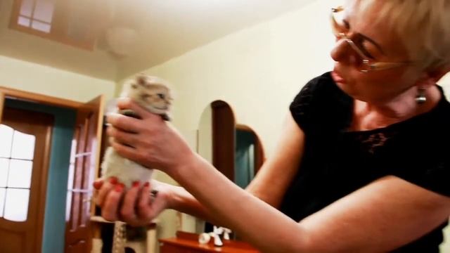 Знакомство с котенком смотреть онлайн