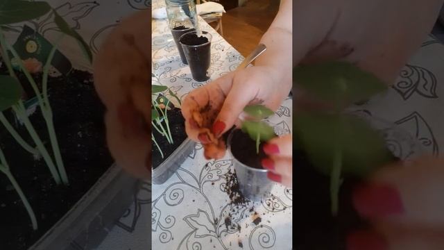 пикировка настурции