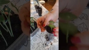 пикировка настурции