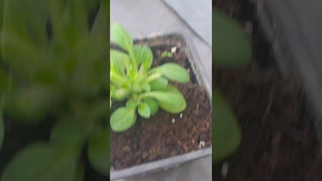 Изначальное удаление листьев петунии, для пышного куста и в будущем. смотреть онлайн