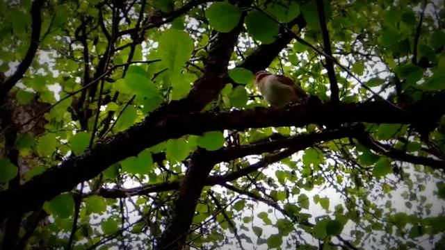 Голоса птиц. Пение соловья (видео) смотреть онлайн