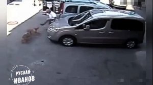 Собаки нападают на людей #3 Жестокие нападения собак! Смотреть до конца В конце бонусное видео