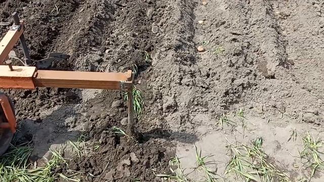 Как посадить картошку под окучник. Нарезаю, закрываю окучником.