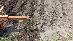 Как посадить картошку под окучник. Нарезаю, закрываю окучником.