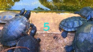 Детям о черепахах. Сколько лет живут черепахи? Путешествуйте с Софией!