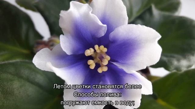 Домашний цветок фиалка Хумако инчес (Humako inches) смотреть онлайн