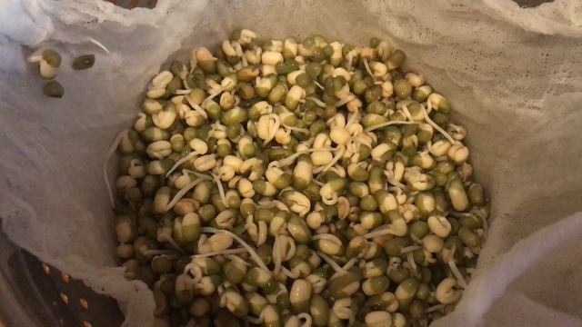 САМЫЙ ПРОСТОЙ СПОСОБ ПРОРАСТИТЬ МАШ смотреть онлайн