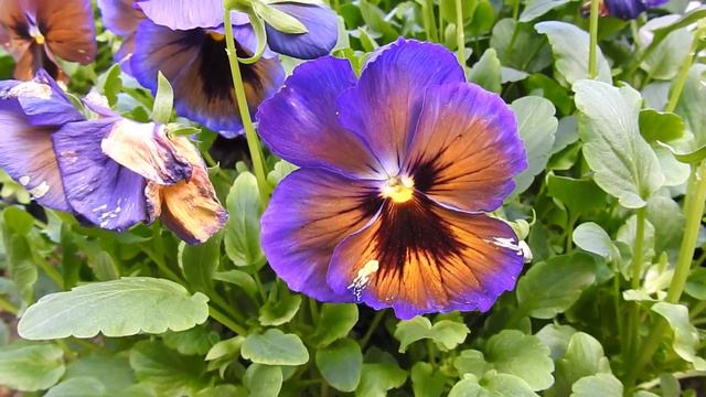 The garden pansy is a type of large flowered hybrid plant cultivated as a garden flower #Greenhouse смотреть онлайн