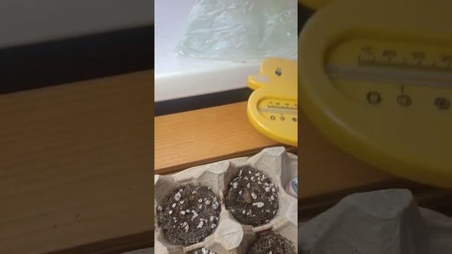 Катарантус рассада. Семена Белла. 7.01.21г смотреть онлайн