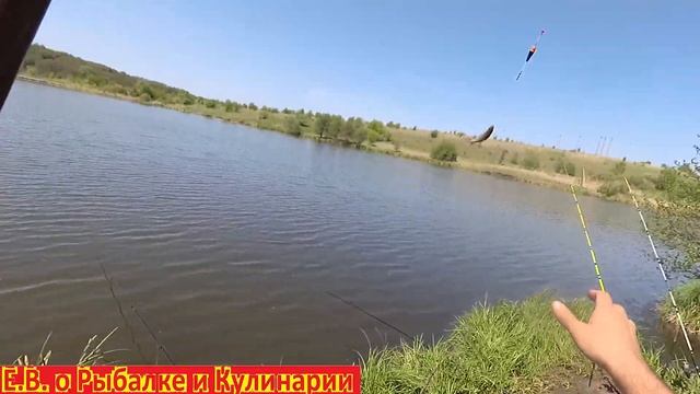 Ловим карпа и карася на телескопические удочки из СССР. Рыбалка на озере ловим карпа и карася. смотреть онлайн