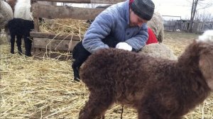 Все ягнята в сборе ! Купирование хвоста ягнёнку для чего !