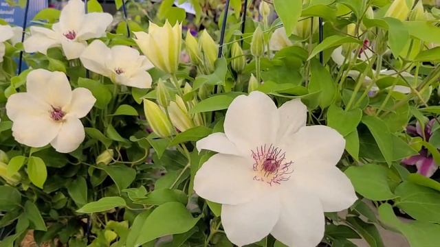 Clematis Ninon™ // Amazing, Really BEAUTIFUL... A Compact Raymond Evison™ PRISTINE Beauty