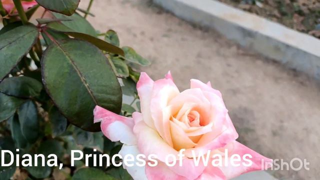 Rose Mellow yellow,Diana, Princess of Wales, California dreaming, Rangoli,Da 16 смотреть онлайн