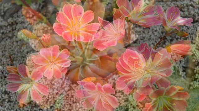 «Левизия» РЕЛАКС АРТ-ТЕРАПИЯ improvisation piano Victor Mikhailovich Anokhin смотреть онлайн