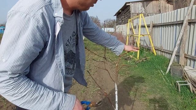 Огородные дела. Обрезаем персик. смотреть онлайн