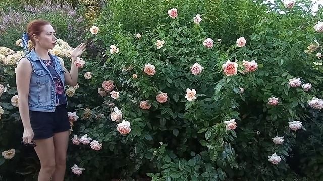 Роза Paul Bocuse (Поль Бокуз), Massad Франция. Высокий шраб. Кустовая обильноцветущая роза. смотреть онлайн