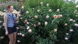 Роза  Paul Bocuse (Поль Бокуз), Massad Франция. Высокий шраб. Кустовая обильноцветущая роза.