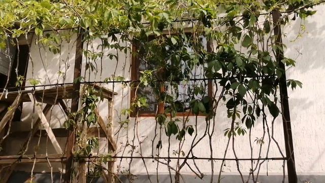 пион гүл. мой сад. пион рассада. размножения пиона. пион гулин кобейту. #пион #пионцветы #цветы смотреть онлайн