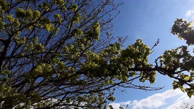 Цветение клёна и сбор нектара смотреть онлайн