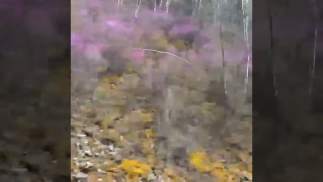 *Вот*так*цветёт*Рододендрон*даурский*(багульник)* смотреть онлайн