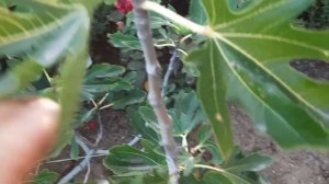 Инжир карликовый.