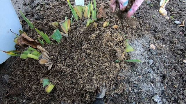 Ирис бородатый. Подготовка к зиме: обрезка ирисов, обработка от болезней и вредителей, укрытие смотреть онлайн