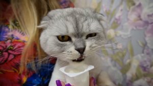 ГОВОРЯЩАЯ АНЖЕЛА В РЕАЛЬНОЙ ЖИЗНИ ЛЯПОТА ТВ | СЛАДУНЯ ВЛЮБИЛСЯ В ОПАСНУЮ КОШКУ