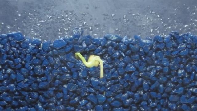 Time Lapse of Pea Shoot / Root Growth смотреть онлайн