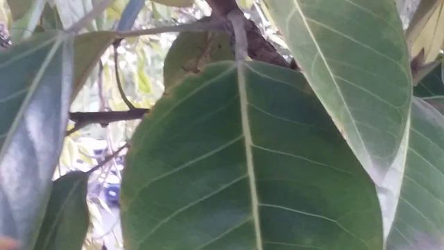 Ficus Altissima Yellow gem. смотреть онлайн