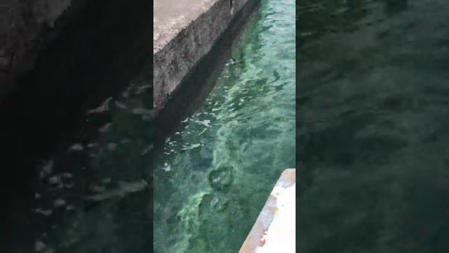 Морские ежи, остров святого Николая смотреть онлайн