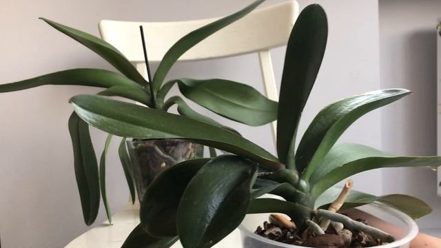 Как понять, что орхидее все нравится? Уход за орхидеей смотреть онлайн