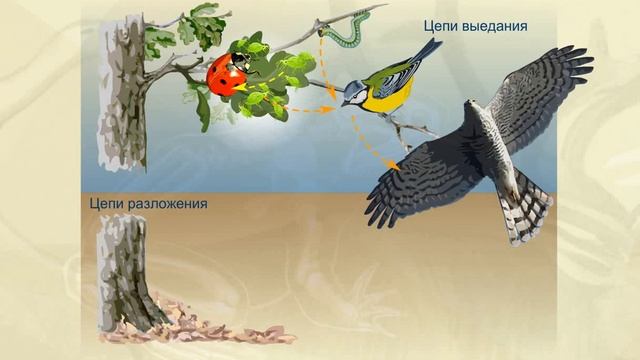 Цепи питания Пищевая цепь смотреть онлайн