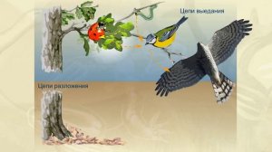 Цепи питания Пищевая цепь