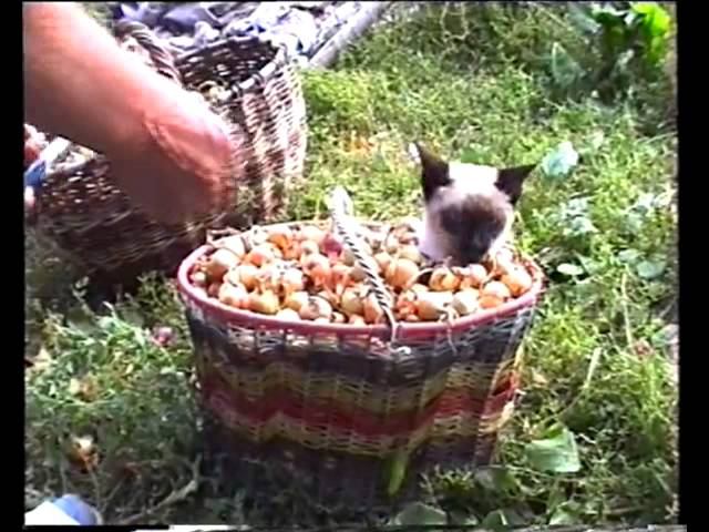 Fluffy helper (Пушистый помошник) смотреть онлайн