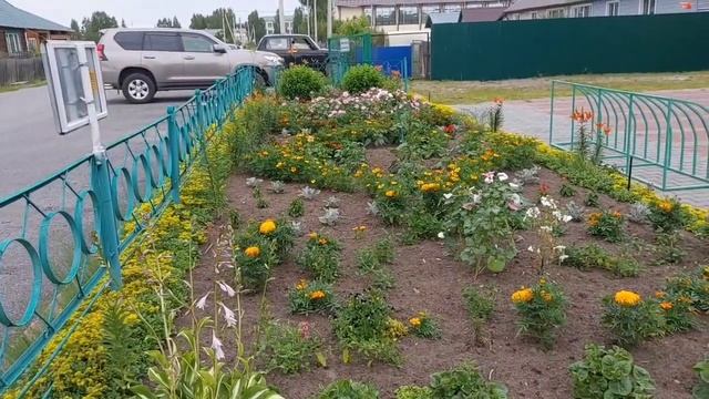Прекрасные клумбы с цветами напротив администрации пгт. Мортка и все благодаря местным жителям. смотреть онлайн