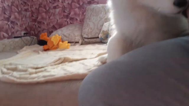 Мой самоед смотреть онлайн