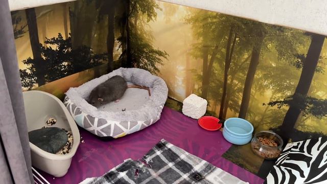 Кормлю крыс детским питанием 🐀 смотреть онлайн